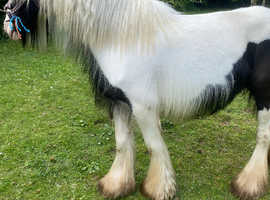 6 year old cob for sale