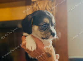 One corgi x cavalier puppy ready for her new home