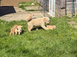 Miniature labradoodle