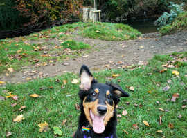 Welsh sheepdog Girl Pup 6 months
