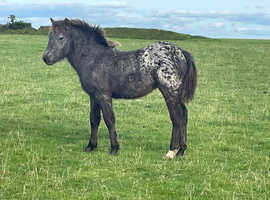 6 month old Appaloosa filly