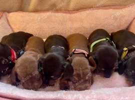 MINIATURE DACHSHUND PUPPIES
