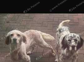 English setter pups