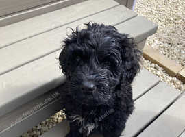 Portuguese water dog