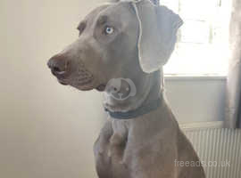 Mini weimaraner for sales sale