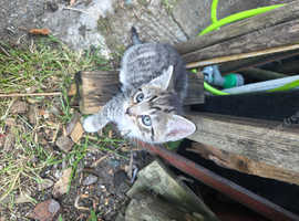 3 x kittens for rehoming.