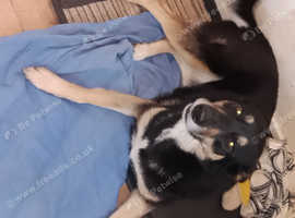 Alsatian cross husky