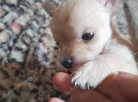 Gorgeous Chorkies 2boys left from a litter of 4 ready 21st September one boy has rosette fur