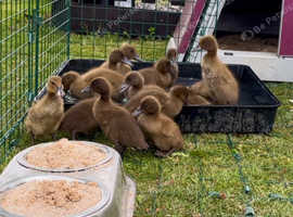 Khaki Campbell ducklings for sale