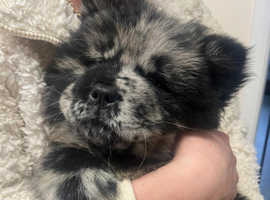 Merle chow chow hot sale puppies for sale