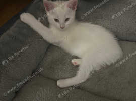 Male white kitten for sale