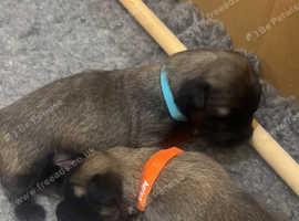 2 Beautiful chunky boys for sale