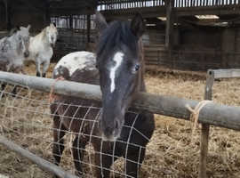 Beautiful chocolate blanket apploosa xxx