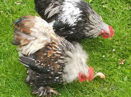 Silver laced Pekin hens and cockerel