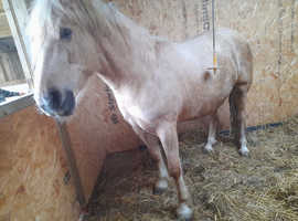 Palomino registered sec d mare