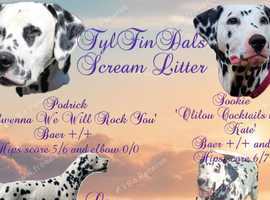 KC dalmatian puppies due 6th June 2025