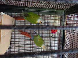 Pair of conures 3 years old