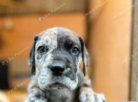 Bullmastiff puppies