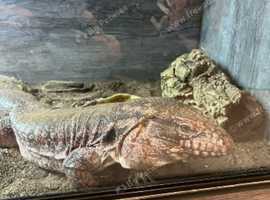 Argentine Red Tegu