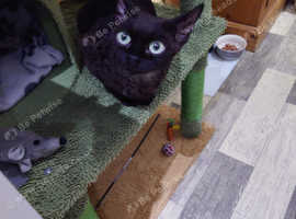 Black female neuterd Devon