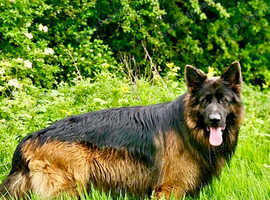 Long haired German Shepherd