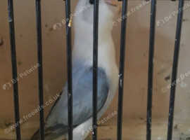 10 YOUNG OPALINE FISCHER LOVEBIRDS,sell in one lot