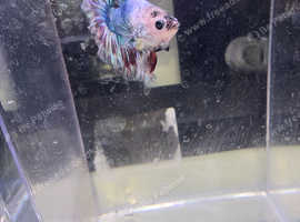 White seam betta fish
