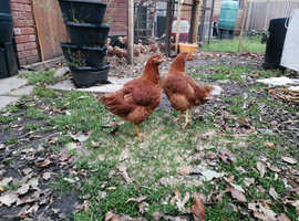 Point of lay pure breed bovan brown hens