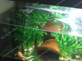 Adult axolots