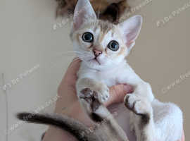 Singapura kittens