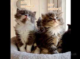Siberian cute kittens, ready for a new home 25 April
