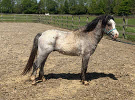 Welsh sec a 2 year old colt