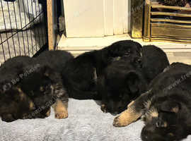 German shepherd pups