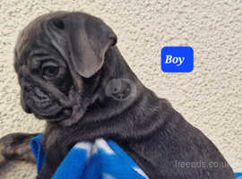 Gorgeous KC reg Blue with tan PUG pup, OPEN TO SENSIBLE OFFERS