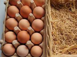 mixed breed hatching eggs for sale