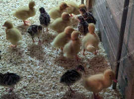 Day old guinea fowl keets