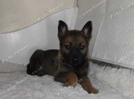 German shepherd puppies