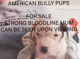 American bully pups NOT XL