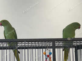 x2 Indian ringnecks