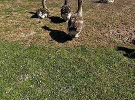 Goose eggs for sale