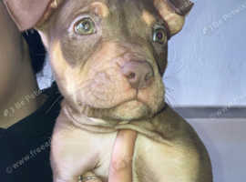 American bully