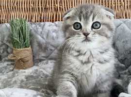 2 AVAILABLE READY NOW OUTSTANDING TICA KITTENS