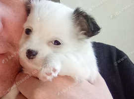 Puppy