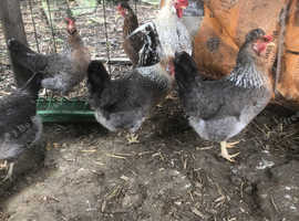 CREAM LEGBAR HATCHING EGGS