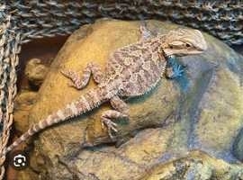Meet the bearded dragons of a Pine Island rescue