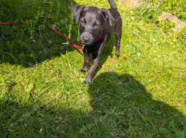Gorgeous 14 week old Patterdale Terrier