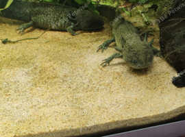 Axalots