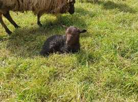 Quessant sheep and lambs for sale