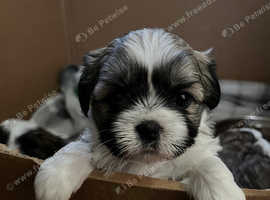Teddy Bear Puppies