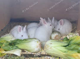 Newzealand White Pure Breed